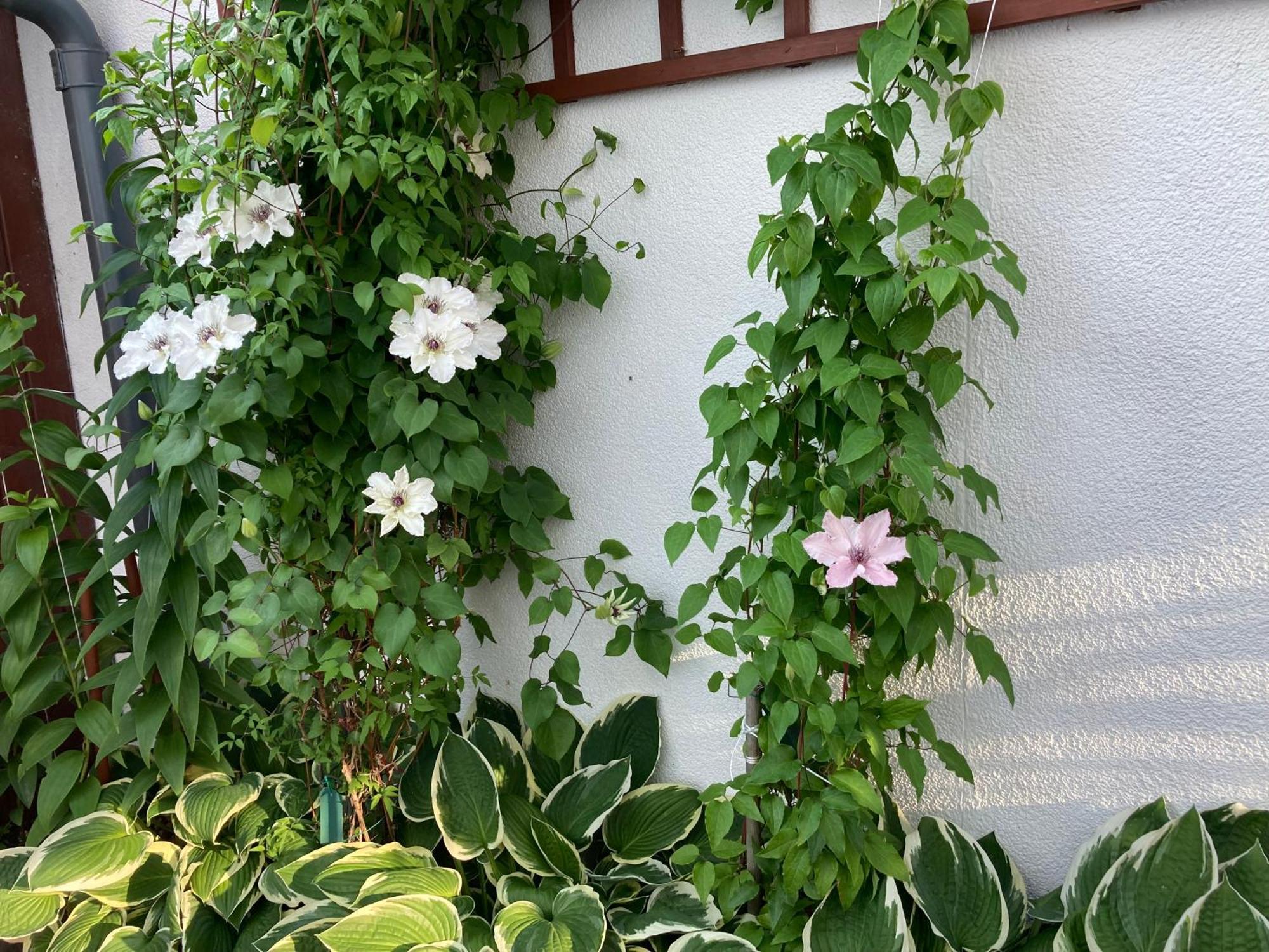 Casa Blanca Διαμέρισμα Jastarnia Εξωτερικό φωτογραφία